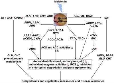 Crosstalk between melatonin and reactive oxygen species in fruits and vegetables post-harvest preservation: An update